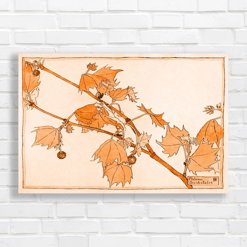Botanical illustration - botanical,