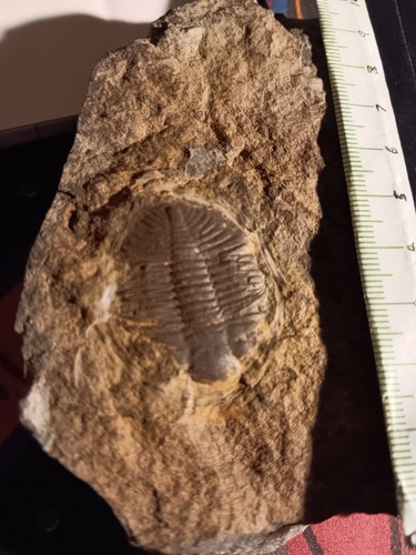 British fossil trilobite - fossil, on