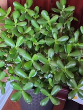 Indoor Plant Jade With Large