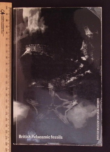 British palaeozoic fossils - fossils,
