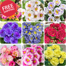 1000+ Perennial Mix Primrose
