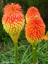 Kniphofia rooperi in a 9cm pot red hot poker