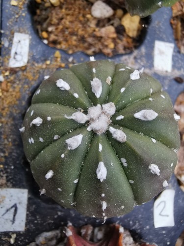 Astrophytum asterias