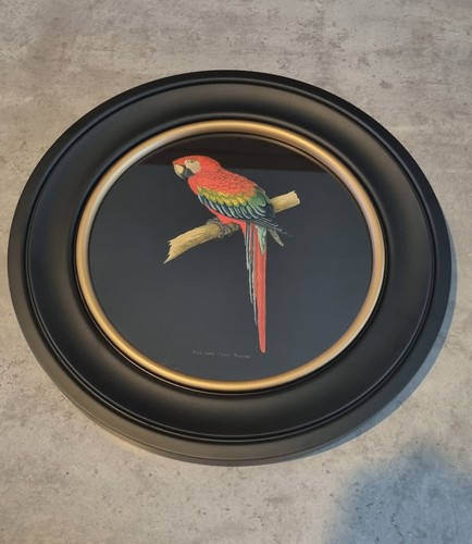 Red and blue mccaw parrot - red,