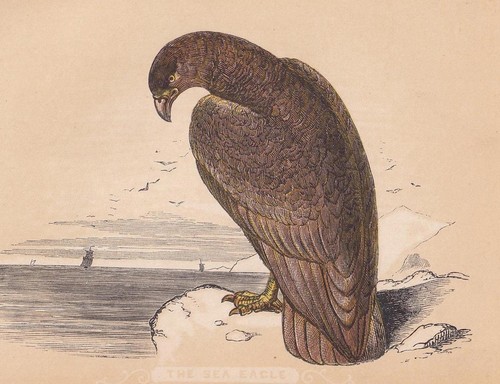 1851 sea eagle bird - 1851, print