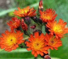 3 Fox and Cubs*Hawkweed*