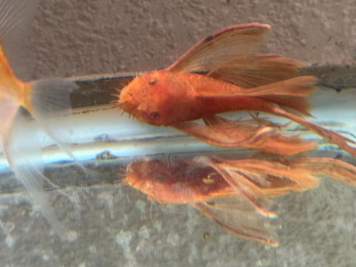 Quality pair long fin super - of,