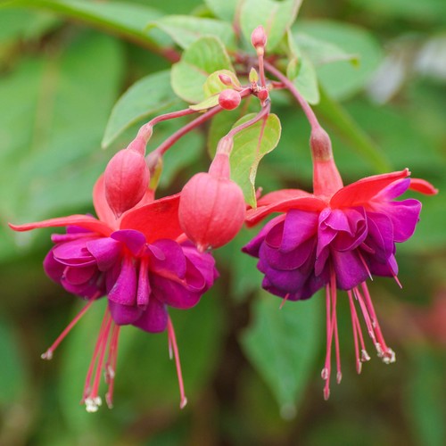 Fuchsia dollar princess plants - fuchsia,
