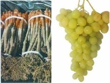 2x  rootstok graft vines DONA