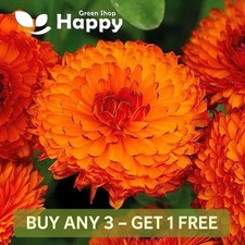 POT MARIGOLD NEON  1 GRAM 150