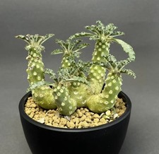 Dorstenia lavrani Caudex