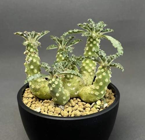 Dorstenia lavrani caudex - dorstenia,