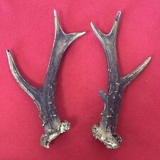 PAIR OF ROE DEER ANTLERS Naturalny Shed 261g. aprox.21.5/22cm.
