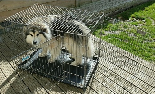 Large dog travel cage - dog, crate