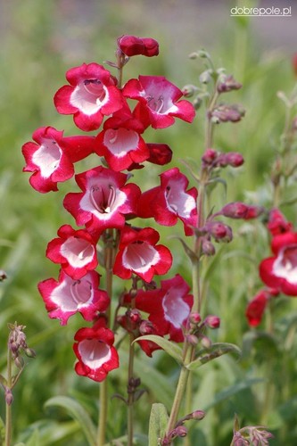 Seeds perennial penstemon - 50, perennial,