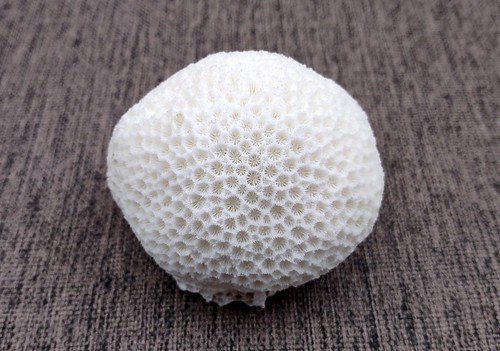 White brain coral farm - brain,
