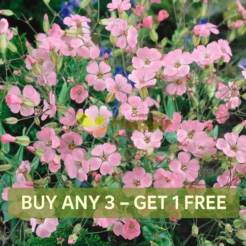 Soapwort pink beauty - soapwort,