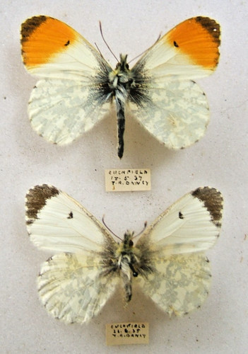 Orange tip cardamines - , pair