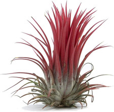 Air Plant - Easy to Keep House