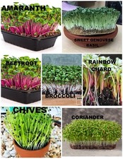 Microgreen seeds Organic micro green 6  different types  SEE HYPER LINK BELOW