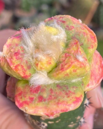Ariocarpus fis hybird - ariocarpus,