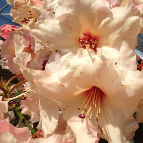 Rhododendron virginia richards - rhododendron,