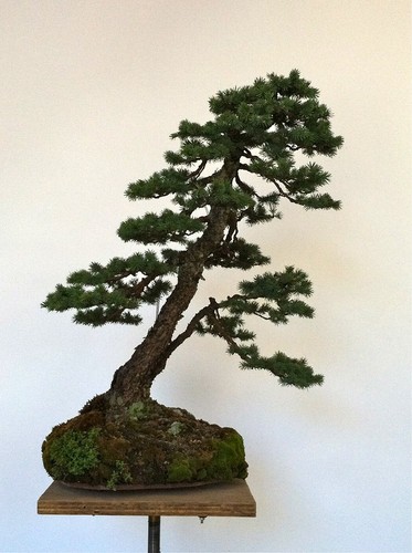 Engelmann spruce picea - spruce,