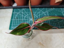 Aglaonema 'Siam Aurora' Red