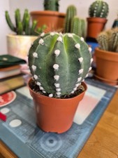 Echinopsis Subdenudata 'Easter