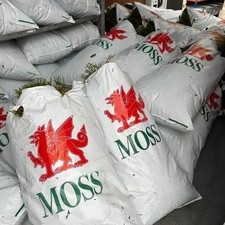 MOSS FRESH FOR CHRISTMAS