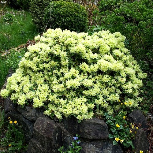 Rhododendron shamrock - rhododendron, 'shamrock'