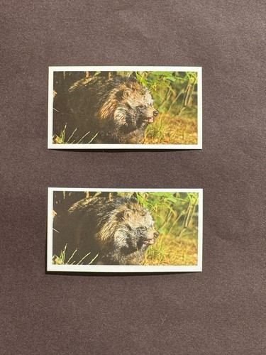Error card brooke bond pg - error,