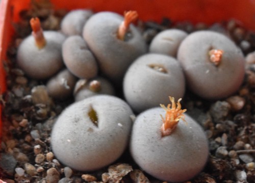 Conophytum depressum perdurans
