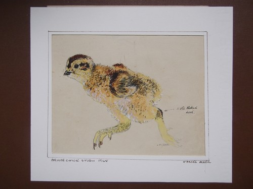 Grouse chick original field - grouse,