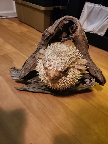 Real dried puffer fish - real,