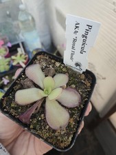 Pinguicula  "Royal Flush "