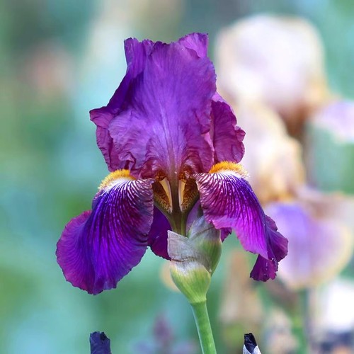 Plant blue iris - 30-40, cm