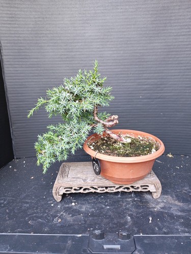 Juniper bonsai tree - (),