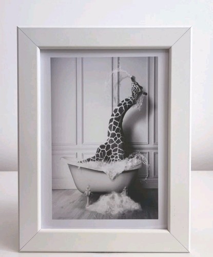 Funny giraffe in - &, a