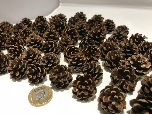 Pine fir sequoia alder - pine,, fir,