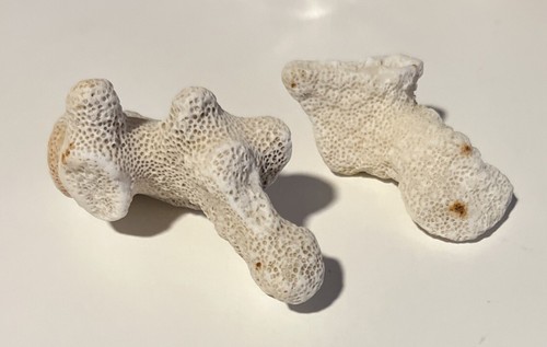 Two pieces natural white brain - two,