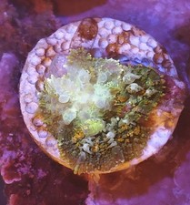 small bounce Mushroom mushroom