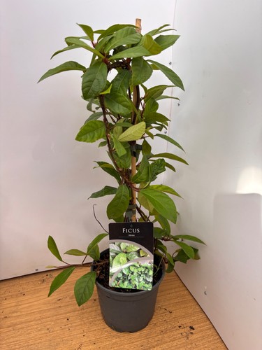 Ficus tikoua litre - 2, pot