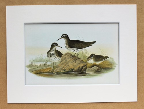 John gould 1970s vintage - gould,