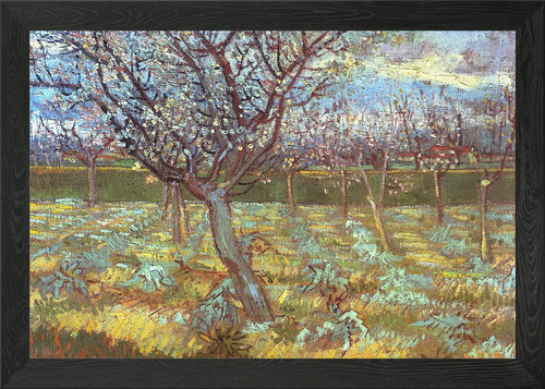 Apricot tree bloom 188 - tree,