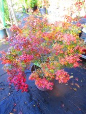32inch inc. pot Japanese Maple  Acer Little Princess 20litre - 2.5ft-3ft spread