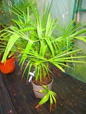 4ft inc. pot  Hardy Palm Tree