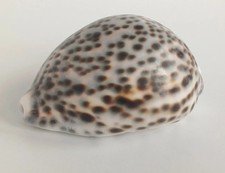 Large Tiger Leopard Cowrie Sea Shell (Cypraea Tigris)