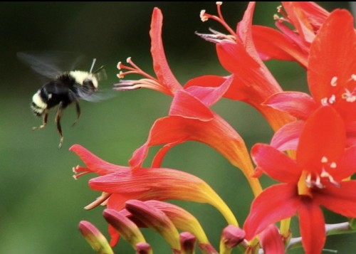 Crocosmia lucifer gardening - crocosmia,