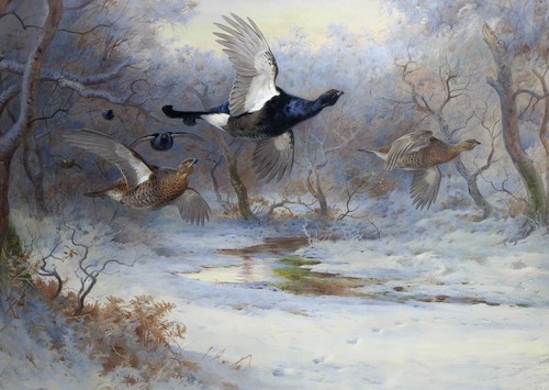 Grouse christmas cards - christmas,